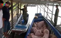 Nhiều giải pháp chống buôn lậu lợn