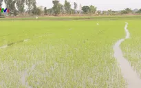 Miền Tây né mặn cho vụ Đông Xuân