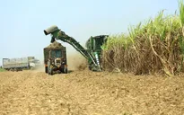 Không còn đường lùi cho ngành mía đường Việt Nam
