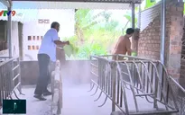 Giá lợn tăng kỷ lục, người chăn nuôi vẫn không mặn mà tái đàn