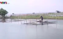 An toàn nuôi trồng thủy sản mùa mưa lũ