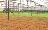 Nhà vườn Đà Lạt xuống giống vụ hoa Tết 2020