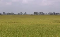 ĐBSCL lúa chất lượng có giá bán cao
