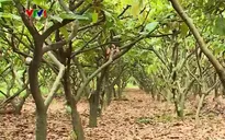 Phát triển ca cao gặp nhiều thách thức