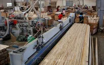 Tạm ngừng kinh doanh tạm nhập tái xuất gỗ dán sang Hoa Kỳ