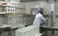 Triệt sản muỗi đực phòng ngừa sốt xuất huyết và các virus khác