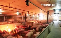 Giao dịch hợp đồng tương lai đối với thịt lợn tại một số quốc gia