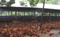 Nông dân Quảng Trị chung tay xây dựng nông thôn mới