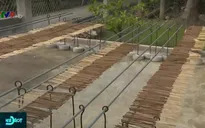 Nhang quao - Tiềm năng mới từ loài cây dại