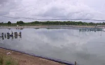 Bạc Liêu tăng cường bảo vệ môi trường nuôi tôm