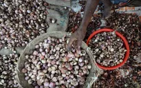 Bangladesh khan hiếm hành trầm trọng