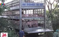 Long An tiêu hủy hàng trăm con lợn nhập lậu