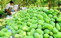 Liên kết doanh nghiệp - nông dân: Giải pháp hiệu quả trong xuất khẩu trái cây sang Mỹ