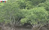 Rừng ngập mặn ven biển ứng phó với thiên tai