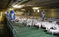 Năm 2020, ngành chăn nuôi sẽ trở thành ngành sản xuất hàng hóa