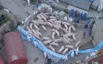 Giá thịt lợn giảm mạnh, nông dân Hàn Quốc kêu gọi hỗ trợ