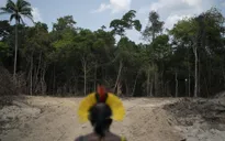Báo động nạn phá rừng Amazon ở Brazil