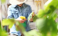 Hàng chục người Romania phải nhập viện do phơi nhiễm thuốc trừ sâu