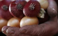 Ấn Độ: Trộm đột nhập đánh cắp… hành tây