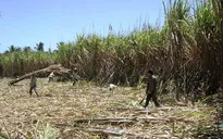 Tìm hướng đi mới cho vùng nguyên liệu mía