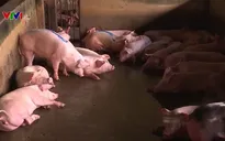 Người chăn nuôi e ngại tái đàn sau dịch tả lợn châu Phi