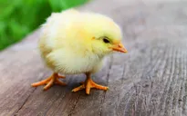 Indonesia giúp học sinh cai smartphone bằng nuôi gà