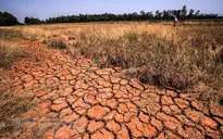 Cảnh báo hạn mặn ở Đồng bằng sông Cửu Long