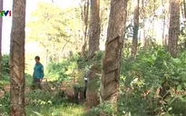 Đăk Nông lập đoàn kiểm tra bảo vệ rừng phòng hộ
