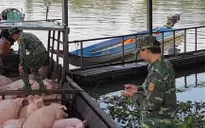 Tăng cường kiểm soát chống buôn bán, vận chuyển lợn trái phép