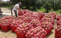Giá thanh long nghịch vụ giảm sâu còn 6.000 đồng/kg