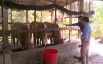 Người dân Vĩnh Long điêu đứng vì bò chết hàng loạt