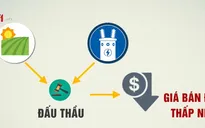 IFC: Đấu thầu có thể giúp giá bán điện mặt trời giảm 30 - 40%