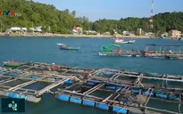 Giải pháp để ngành nuôi biển phát triển bền vững