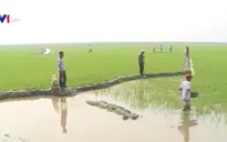 Khảo sát mô hình nông nghiệp hữu cơ