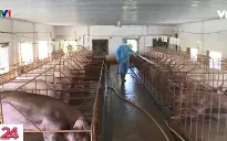 Xử phạt tái đàn lợn sai quy định
