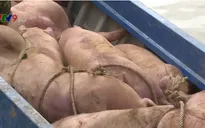 Nguy cơ lây lan dịch bệnh vì lợn nhập lậu