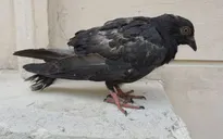 Chim bồ câu thiếu ngón chân là do đâu?