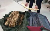 Phát hiện hành khách mang ngà voi, trầm hương từ Thái Lan về Việt Nam