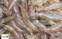 Giá tôm nguyên liệu tại ĐBSCL tăng cao