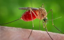 Sinh vật nào gây ra nhiều cái chết trên Trái đất nhất?