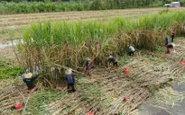 Khi vị mía Hậu Giang không còn ngọt