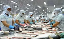 4 doanh nghiệp Việt sẽ xuất khẩu cá tra sang Mỹ với thuế suất 0 USD