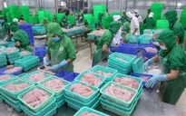 Cá tra rộng đường vào Mỹ