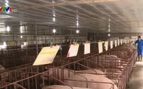 50% số xã đã hết dịch tả lợn châu Phi sau 30 ngày