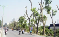 Di chuyển, chặt hạ 85 cây xanh thi công đường vành đai 2