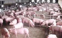 Giá thịt lợn hơi vượt mốc 70.000 đồng/kg