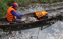 Cá chết trắng hồ giữa trung tâm TP Đông Hà