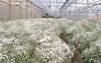 Bỏ lỡ cơ hội thị trường vì thiếu giống hoa mới