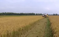 Giá lúa tăng sau hiện tượng ST25
