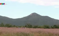 Quyến rũ cánh đồng hoa Dền Cát
